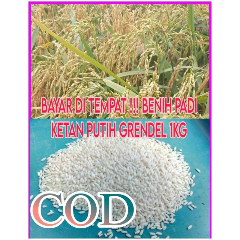 

READY STOK!! BAYAR DI TEMPAT !!! BENIH PADI KETAN PUTIH GRENDEL 1KG READY (B.B.19)
