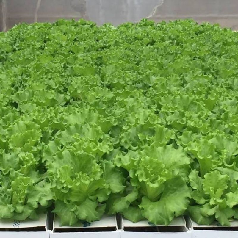 

READY!! BIBIT SELADA ️ 1000 BENIH ️