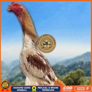 

TELUR SHAMO ORI JAPAN (TERLARIS) PRADITA BIBIT TANAMAN