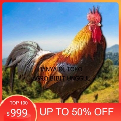 

telur tetas ayam shamo super agro.bibit.unggul