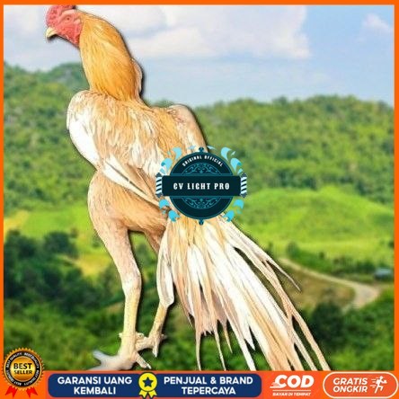 

telur ayam ekor lidi original bisa untuk di tetaskan super CV LIGHT PRO