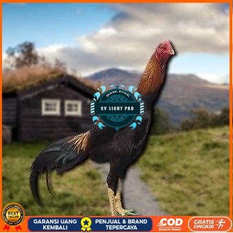 

telur tetas ayam shamo petarung CV LIGHT PRO