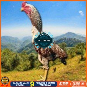 

telur tetas ayam shamo pilihan CV LIGHT PRO