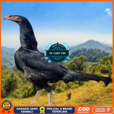 

telur ayam shamo eropa ori juara bisa untuk di tetaskan CV LIGHT PRO