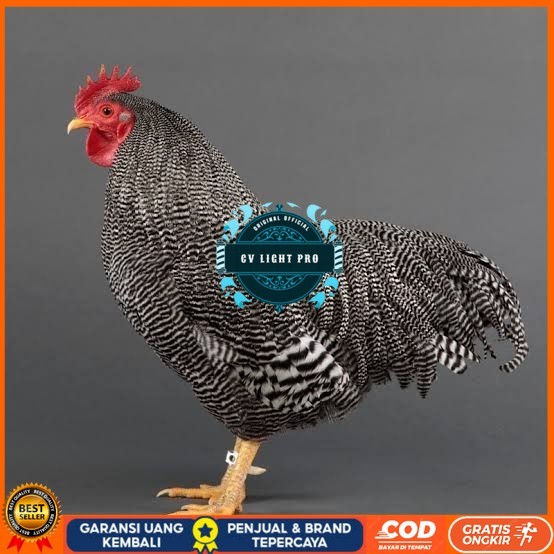 

Telur ayam barred plymouth rock / telur ayam hias fertil siap tetas CV LIGHT PRO
