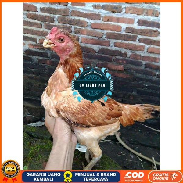 

Asel Beak Parrot terlur terlaris CV LIGHT PRO