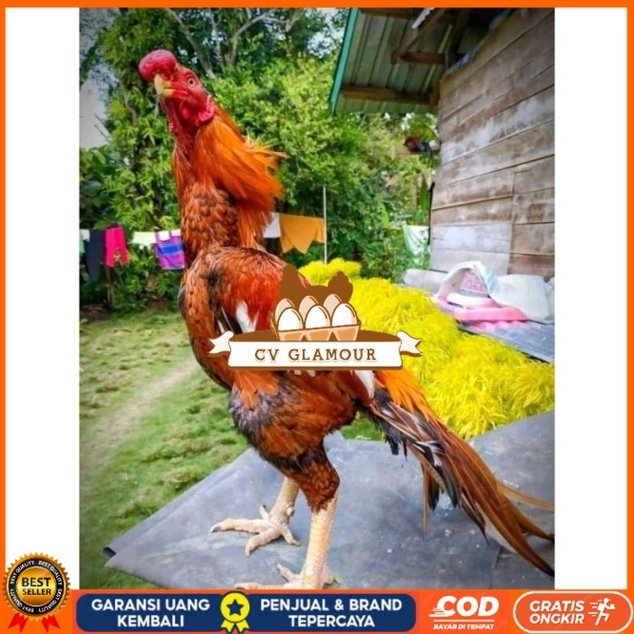 

TELUR ASEL PUKUL LARI INDUK JUARA.. PROMO original berkualitas CV GLAMOUR