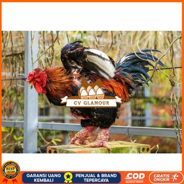 

Telur ayam hias dong tao fertil asli siap ditetaskan - ayam dong tao CV GLAMOUR