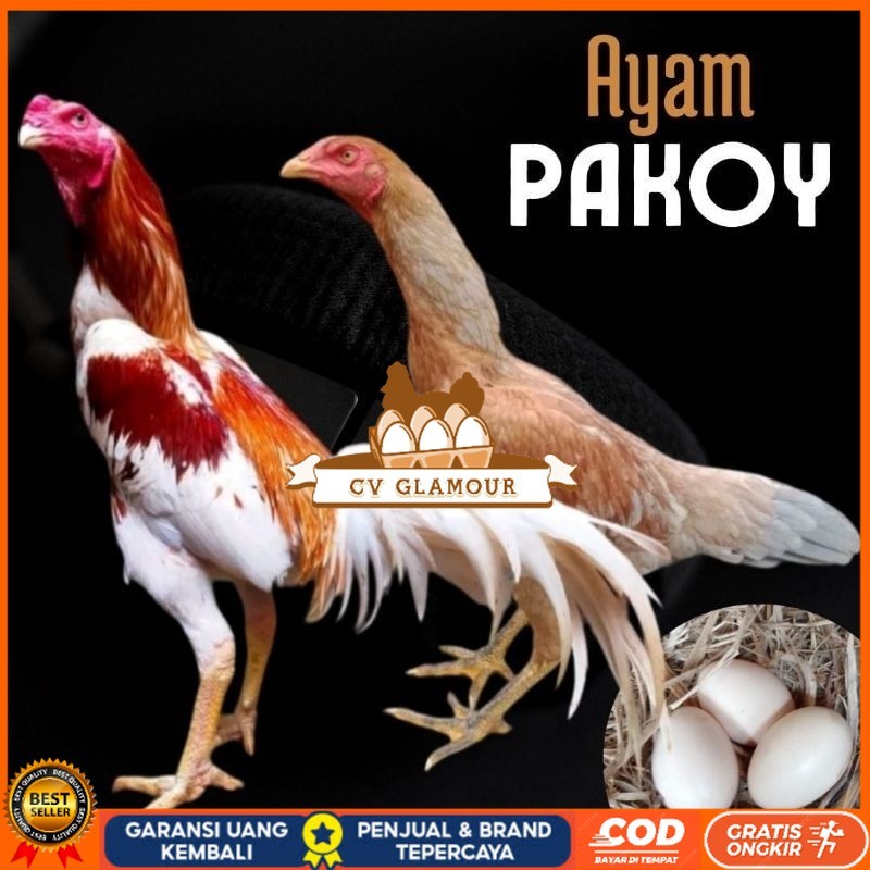 

telur ayam pakhoy ori thailand petarung untuk di tetaskan CV GLAMOUR