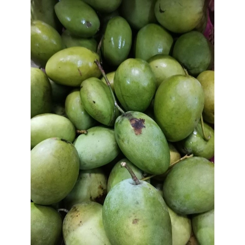 

READY MANGGA MUDA/PENCIT SATUAN