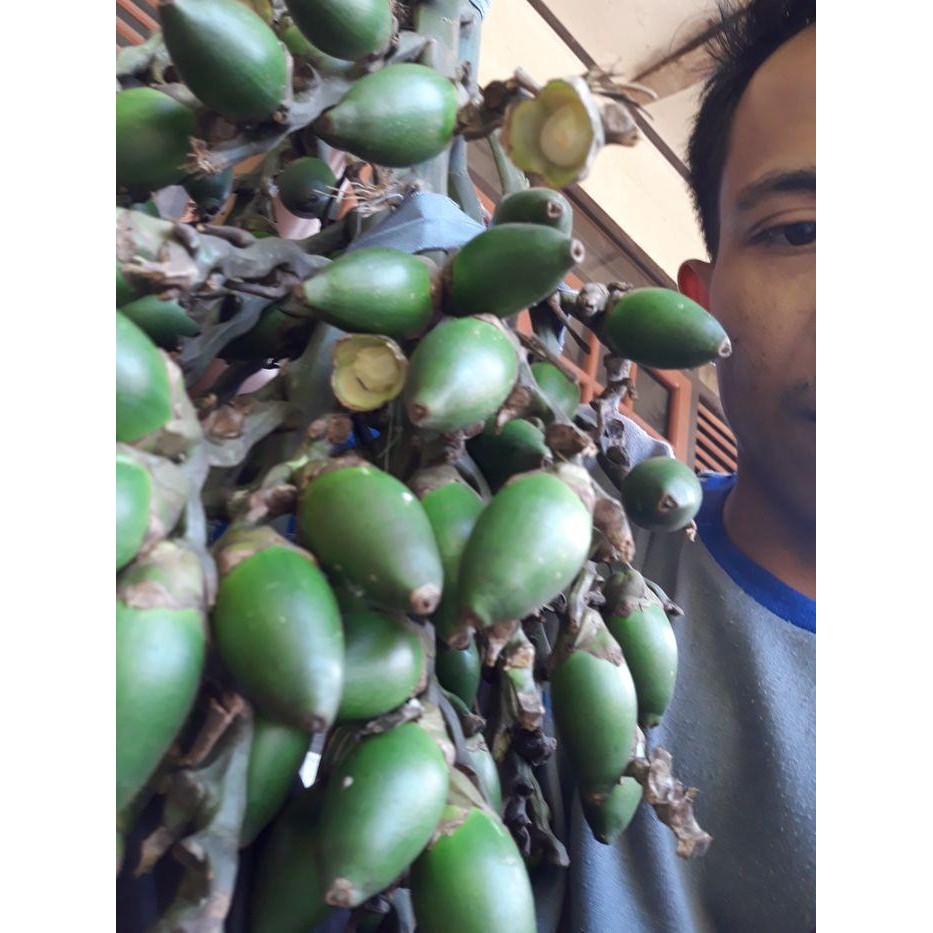 

Ready stok buah pinang ceming Buah Pinang Muda Segar 1 Kg - Bonus akar pinang 20 gram TERLARIS