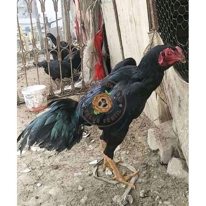 

telur ayam Shamo Japan Balck Tiger terlaris KURNIA PRATAMA ID