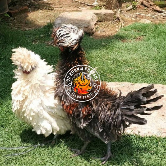 

Telur ayam poland / telur ayam hias / telur fertil siap tetas UD KURNIA PRATAMA