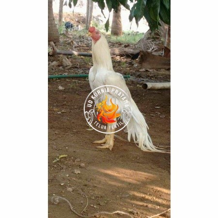 

Telur ayam hias putih nasional bangkok putih siap tetas - ayam nasional UD KURNIA PRATAMA