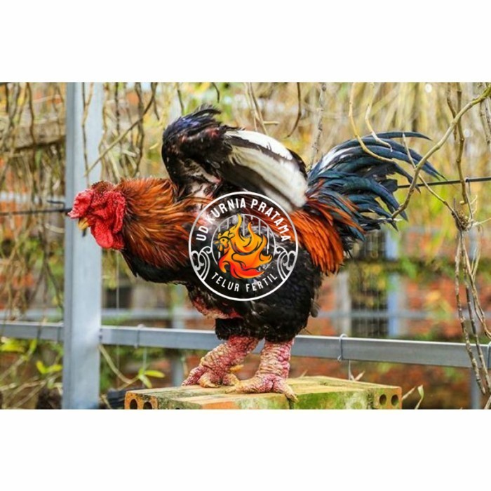 

Telur ayam hias dong tao fertil asli siap ditetaskan - ayam dong tao UD KURNIA PRATAMA