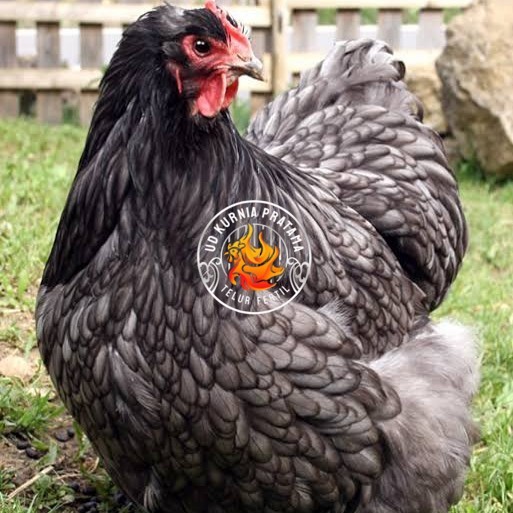 

Telur ayam bantam chocin / telur ayam hias / telur fertil siap tetas UD KURNIA PRATAMA