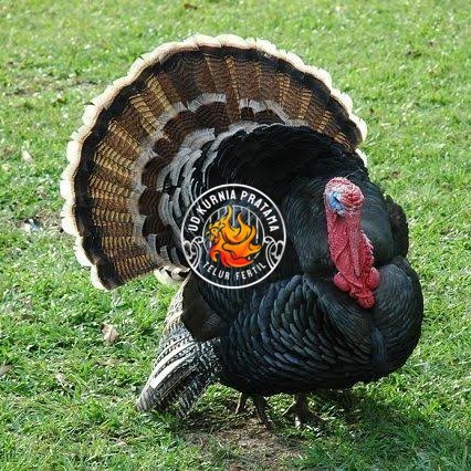 

Telur ayam kalkun jumbo / telur ayam hias / telur fertil siap kirim UD KURNIA PRATAMA