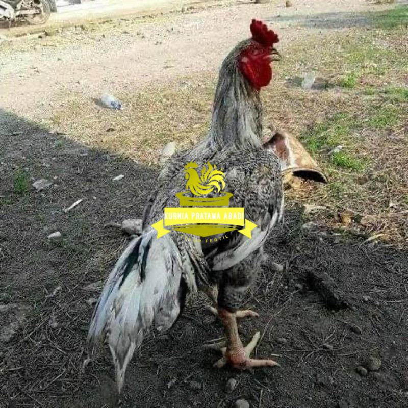 

TELUR FERTIL AYAM GORILA F1 UNTUK DITETASKAN KURNIA PRATAMA ABADI