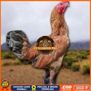 

telur ayam pama ninja berkualitas unggul CV GLAMOUR PRO