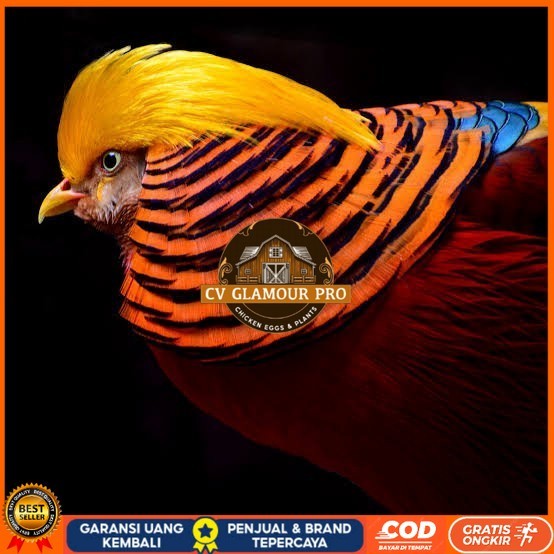 

Telur ayam ringneck golden pheasant telur ayam hias fertil siap kirim CV GLAMOUR PRO