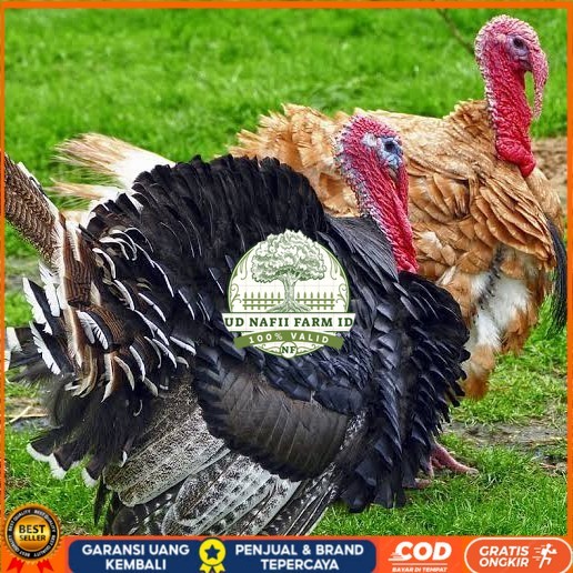 

Telur ayam kalkun jumbo / telur ayam hias / telur fertil siap tetas UD NAFII FARM ID