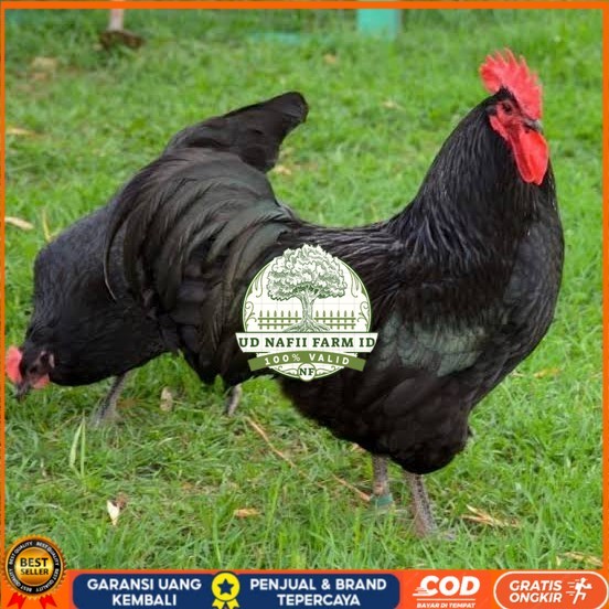 

Telur ayam black australorp / telur ayam hias / telur fertil siapkirim UD NAFII FARM ID