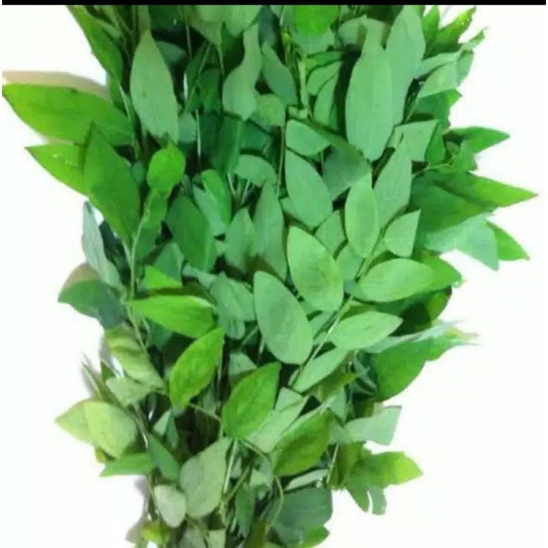 

AZ SAYUR DAUN KATUK PER IKET PROMO TERMURAH