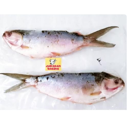 

IKAN BANDENG TANPA DURI 1 KG - HARGA SPECIAL !