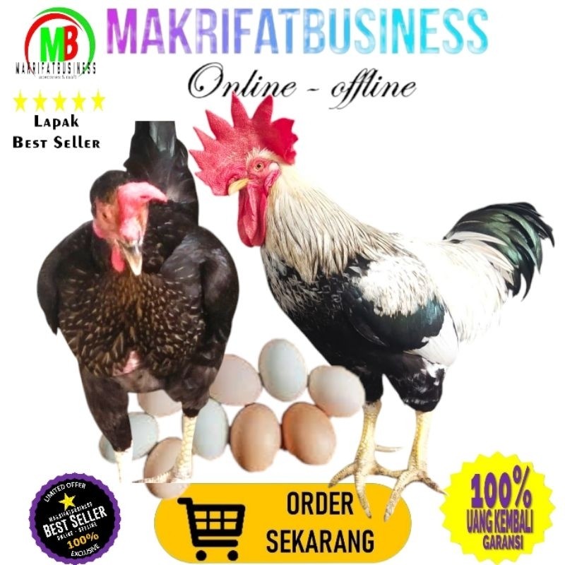 

IMRON PRIBADI Paket 50 Pcs TELUR FERTIL AYAM KUB2 Jalur PETELUR FI MURNI KUB2 Perent Stock Bisa Ditetaskan Kembali Kwalitas Super Jaminan Menetas Hasil Peternak Profesional