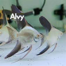 Manfish BSP Golden Tricolor Altum Pinoy Platinum Red eye angel fis