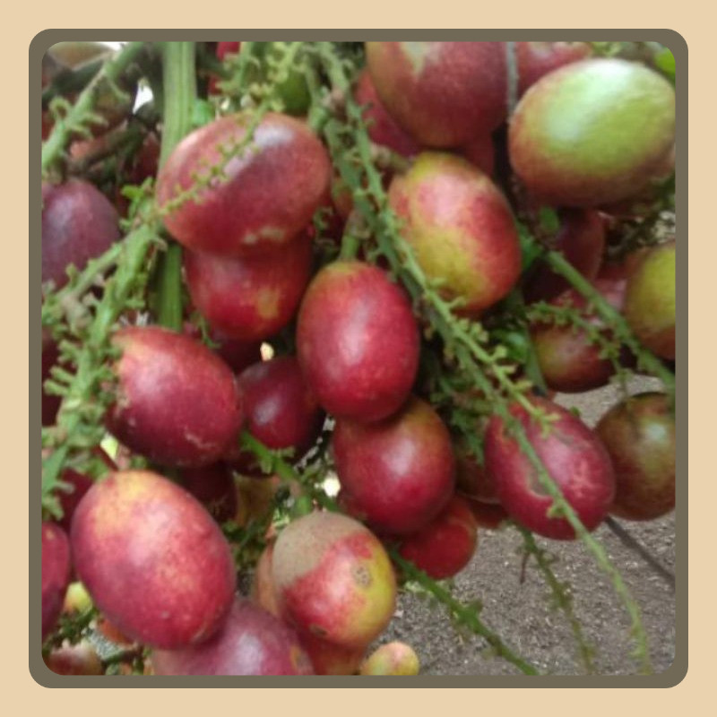 

Matoa Nyus Daging Tebal Manis Segar 1kg