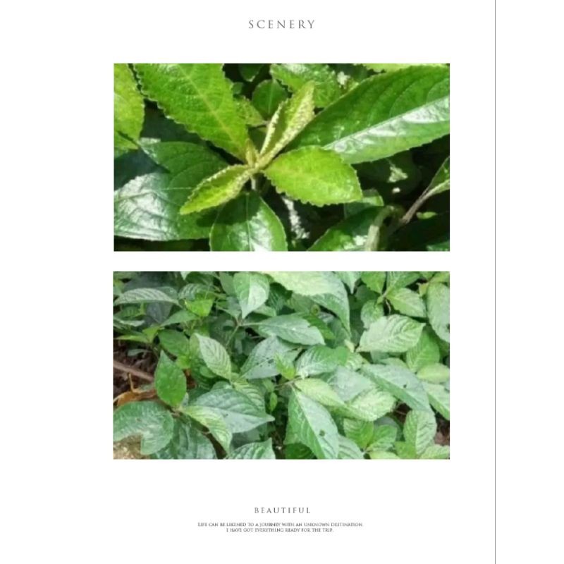 

new.. daun keji beling/ pecah weling 50 lembar