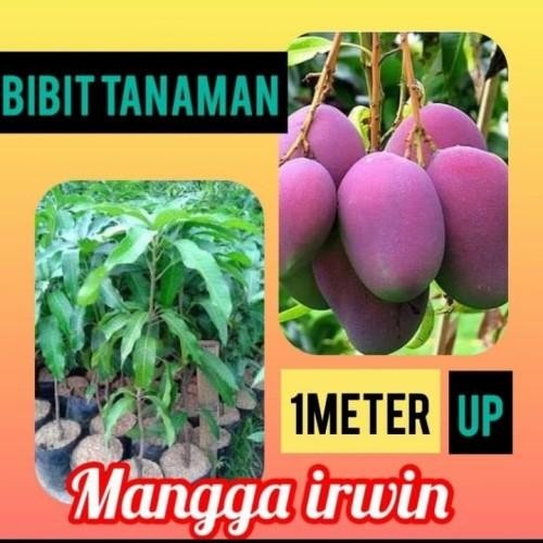 bibit tanaman mangga irwin tinggi 1 meter