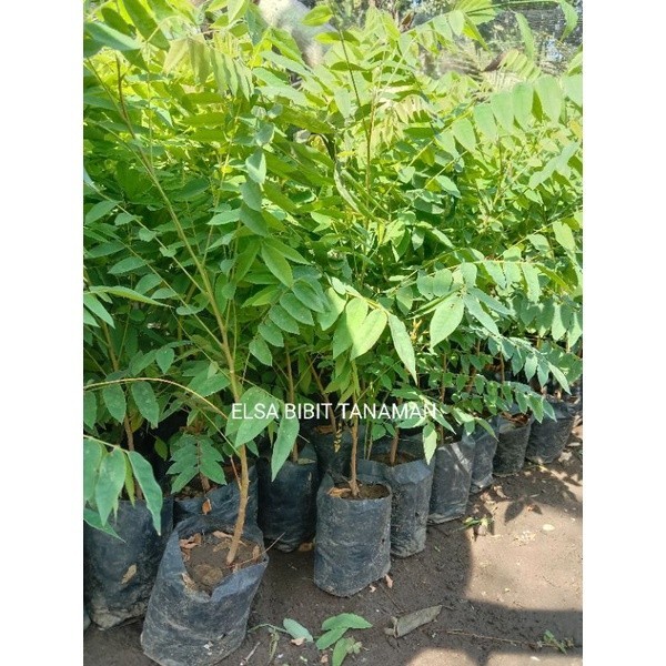 

[COD] Belimbing Wuluh Sayur Super (Beli 5 Gratis 1)