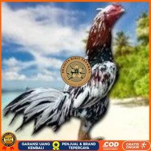 

BANGKOK F1 TELUR FERTIL PROMO BESAR PRADITA BIBIT TANAMAN