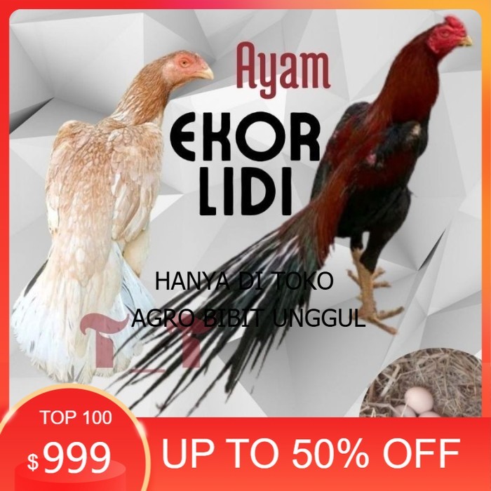 

telur ayam ekor lidi asli original bisa untuk di tetaskan agro.bibit.unggul