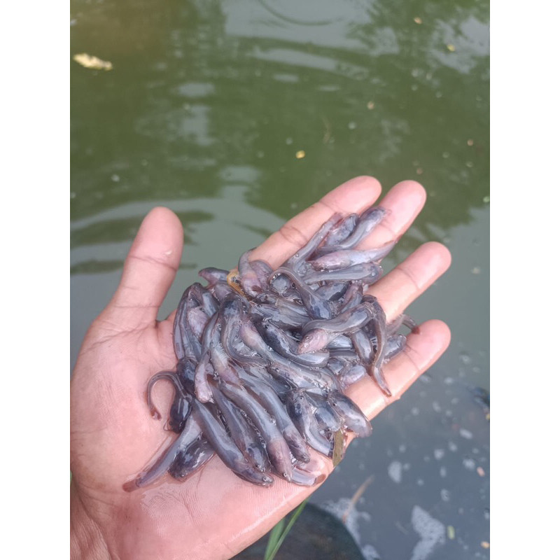 BIBIT LELE PAKET 100 EKOR