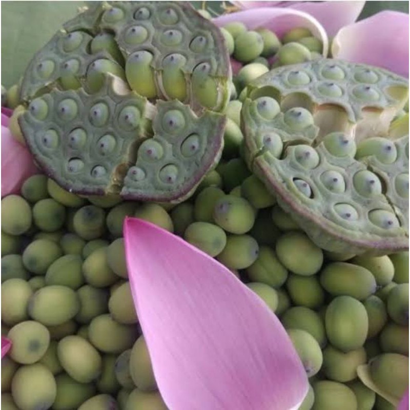 

Buah biji teratai muda sudah di kupas 1kg