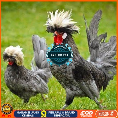 

Telur ayam poland / telur ayam hias / telur fertil siap cod CV LIGHT PRO