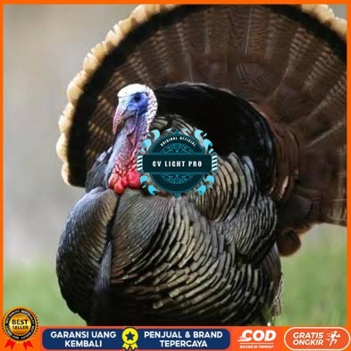 

Telur ayam kalkun jumbo fertil asli ditetaskan CV LIGHT PRO