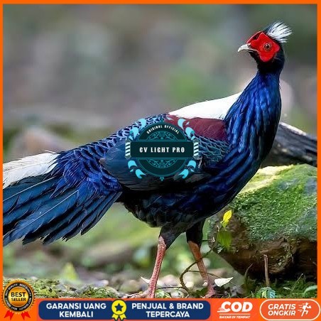 

Telur ayam hias ringneck swinhoe pheasant fertil siap ditetaskan CV LIGHT PRO