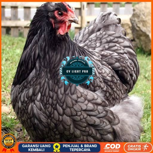 

Telur ayam bantam chocin / telur ayam hias / telur fertil siap tetas CV LIGHT PRO