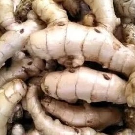 

''Kunyit putih temu putih 1000 gram. obat kangker alami,,,