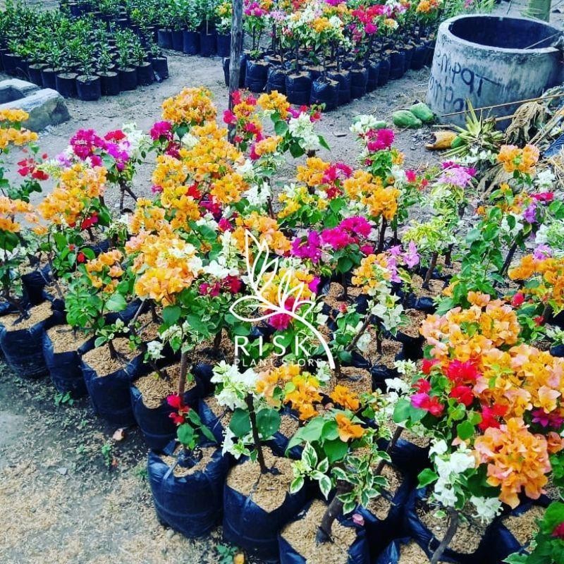 MURAH Bougenville kuning bugenvil 4 warna