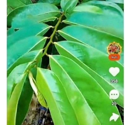 

Daun sirsak sgar 100 lmbar daun herbal organik .