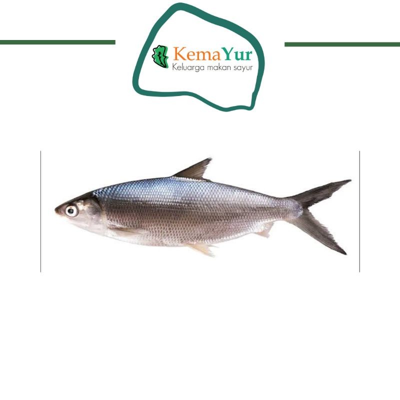 

IKAN BANDENG TAMBAK FRESH 500GR