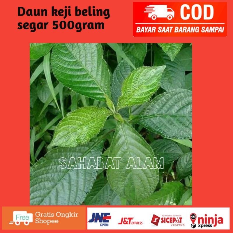 

Korehcok Daun keji beling segar daun pecah beling segar 500 grm