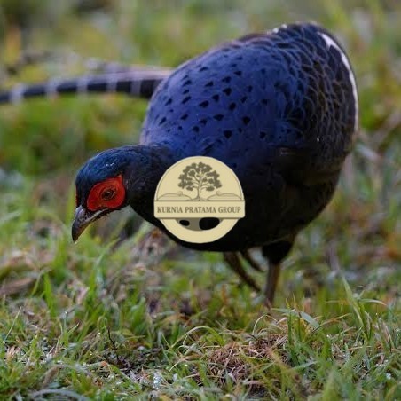 

Telur ayam hias ringneck mikado pheasant fertil bisa ditetaskan Langsung KURNIA PRATAMA GROUP