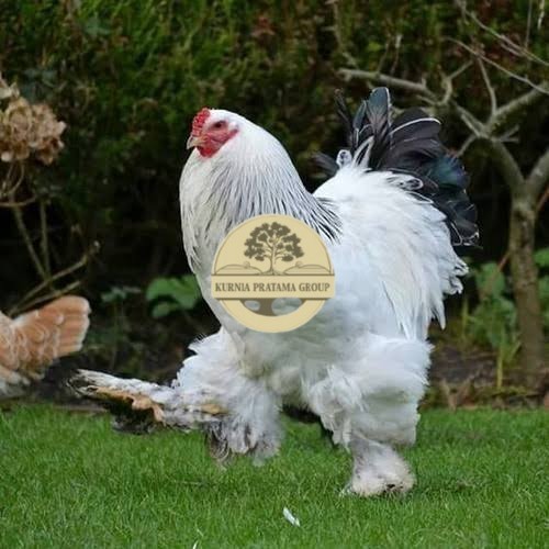 

Telur ayam hias brahma siap ditetaskan KURNIA PRATAMA GROUP