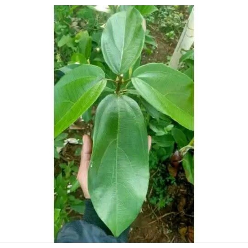 

100lembar daun dincau segar S. H